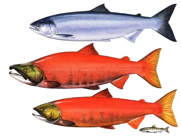 Why Do Salmon Change Color and Die After They Spawn? | U.S. Geological Survey