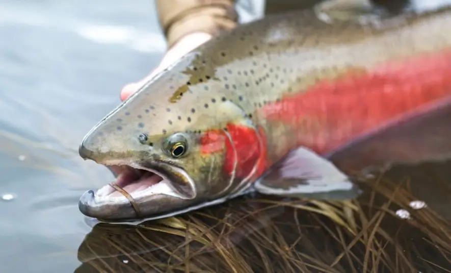 Why Do Salmon Change Color and Die After They Spawn? | U.S. Geological Survey